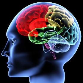human brain evolution Bournemouth Personal Trainer   My Interview With The People Whisperer