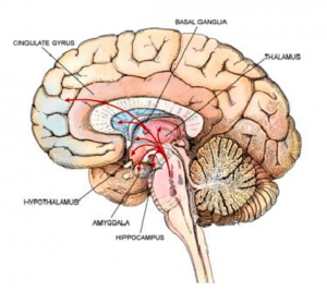 Can Simple Brain Science Transform Your Habits & Body For Good? Screen Shot 2015 09 22 at 23.51.15 300x268 Can Simple Brain Science Transform Your Habits & Body For Good?